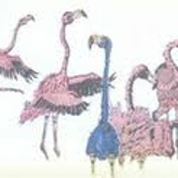 Blue Flamingo Productions Blue Flamingo Productions