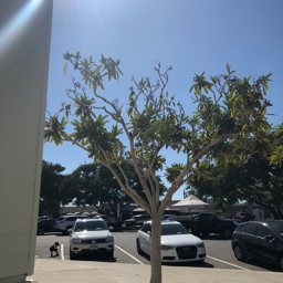 Dana Plaza Business Services Dana Plaza Business Services