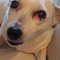 Nick Fowler Writing Services